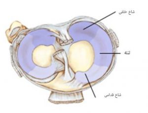 meniscus-anatomy-1