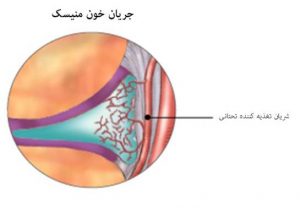 meniscus-anatomy